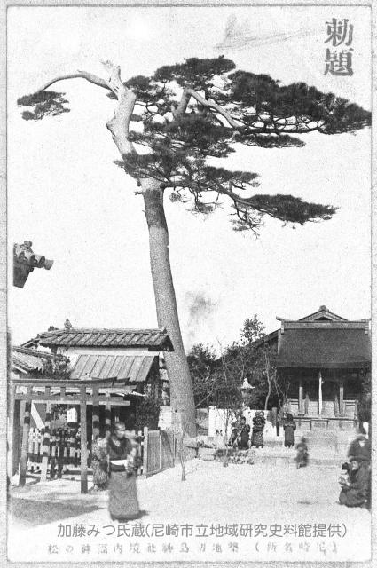 築地初島神社境内福神の松