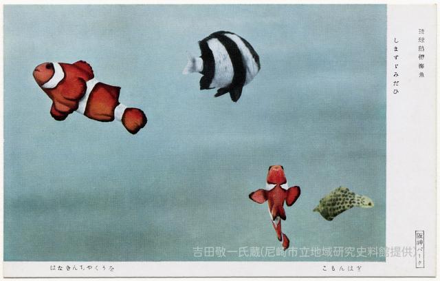 琉球熱帶海魚/しますゞみだひ/はなきんちやくうを/こもんはぎ