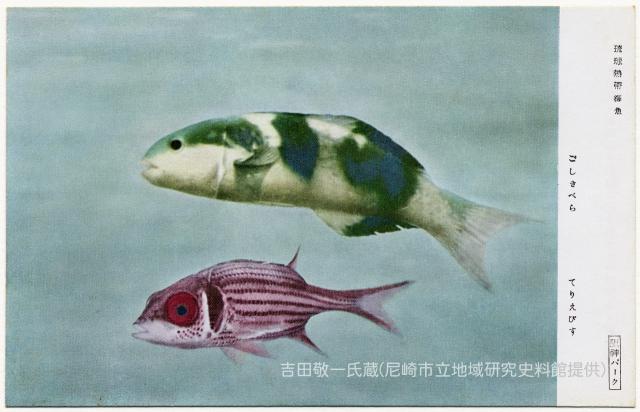 琉球熱帶海魚/ごしきべら/てりえびす