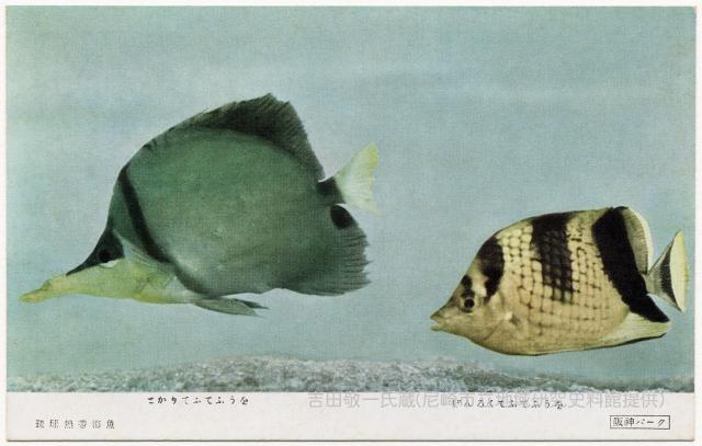 琉球熱帶海魚/とかりてふてふうを/げんろくてふてふうを